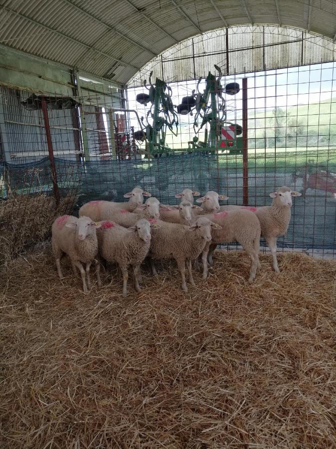 La Quinta Decima Bioagriturismo Fattoria Spedaletto Eksteriør bilde