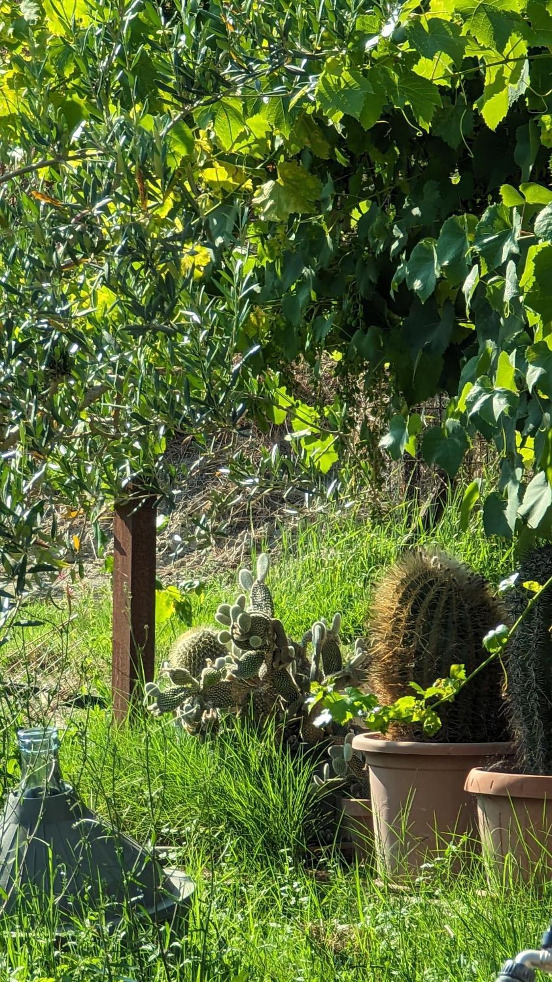 La Quinta Decima Bioagriturismo Fattoria Spedaletto Eksteriør bilde